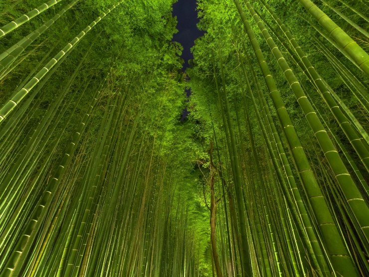 Bamboo-forest-Kyoto-Japan