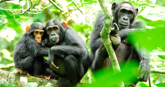 Chimpanzees_in_Uganda