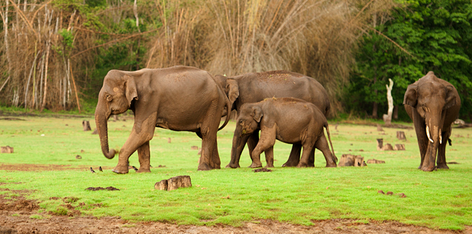 Nagarhole-National-Park