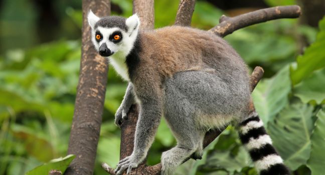 lemur-madagascar